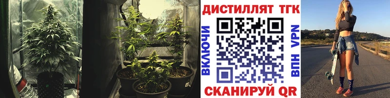 купить   Онега  KRAKEN маркетплейс  ТГК вейп 